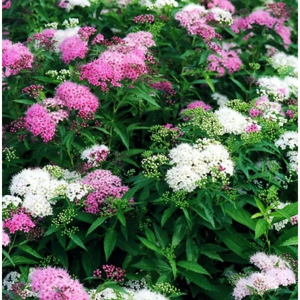 Spiraea japonica 'Genpei' - Japán gyöngyvessző
