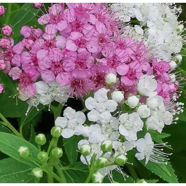 Spiraea japonica 'Genpei' - Japán gyöngyvessző