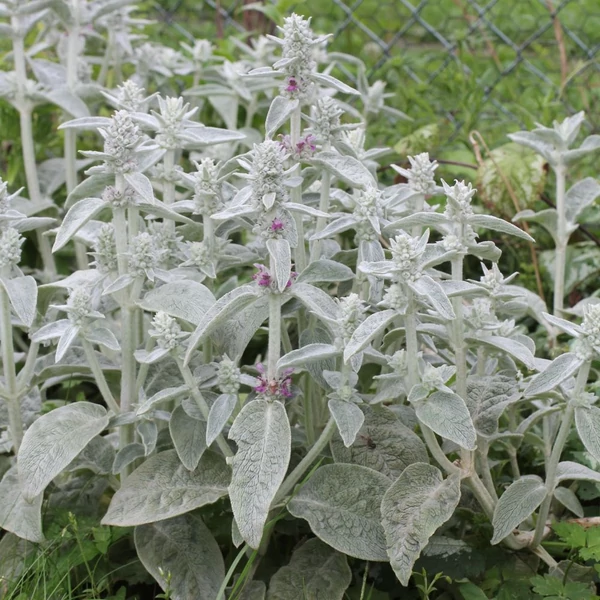 Stachys byzantina - Gyapjas tisztesfű