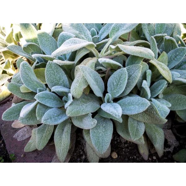 Stachys byzantina - Gyapjas tisztesfű