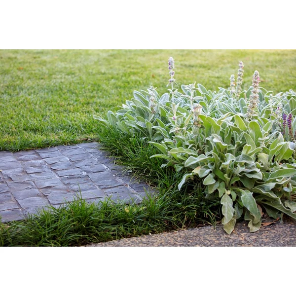 Stachys byzantina - Gyapjas tisztesfű