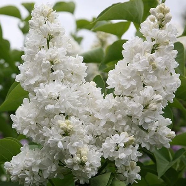 Syringa vulgaris 'Mme. Lemoine' - Orgona