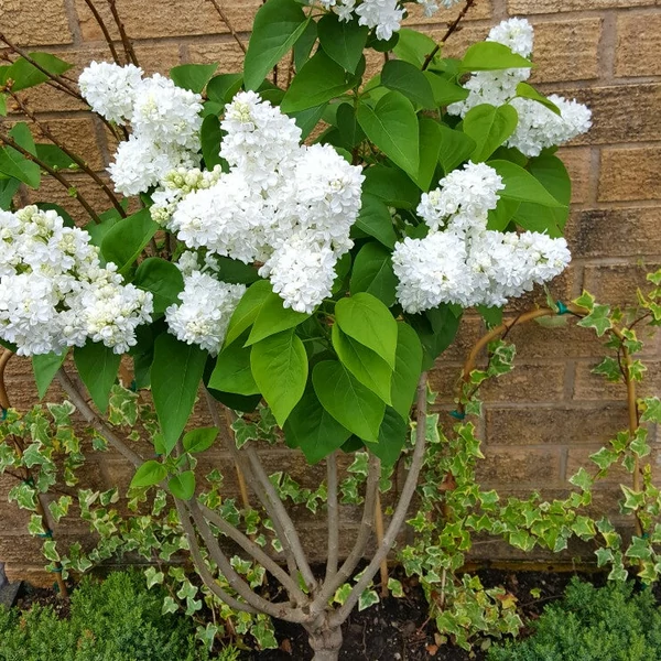 Syringa vulgaris 'Mme. Lemoine' - Orgona