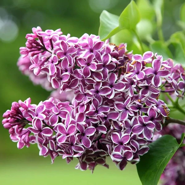 Syringa vulgaris 'Sensation' - Közönséges orgona