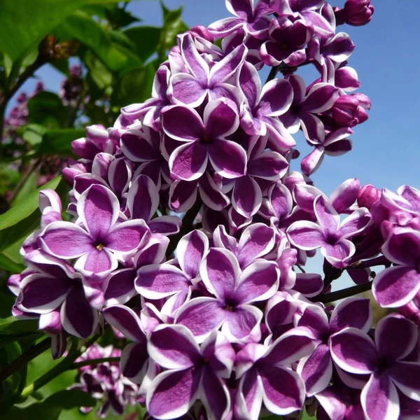 Syringa vulgaris 'Sensation' - Közönséges orgona