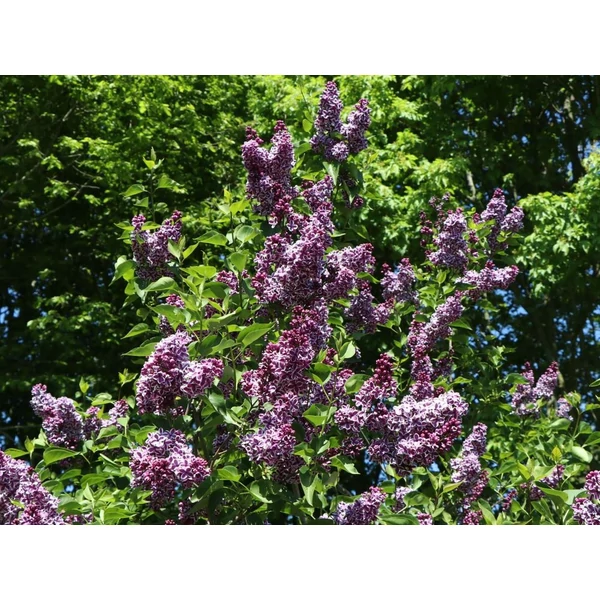 Syringa vulgaris 'Sensation' - Közönséges orgona