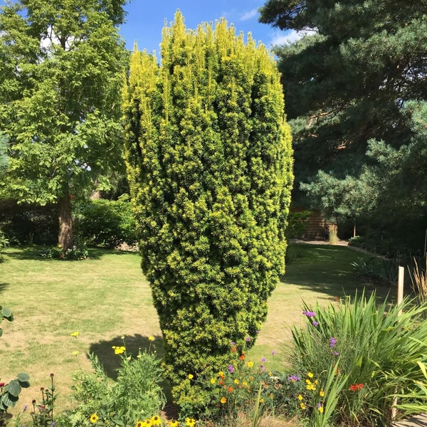 Taxus baccata 'Fastigiata Aurea' - Arany oszlopos tiszafa