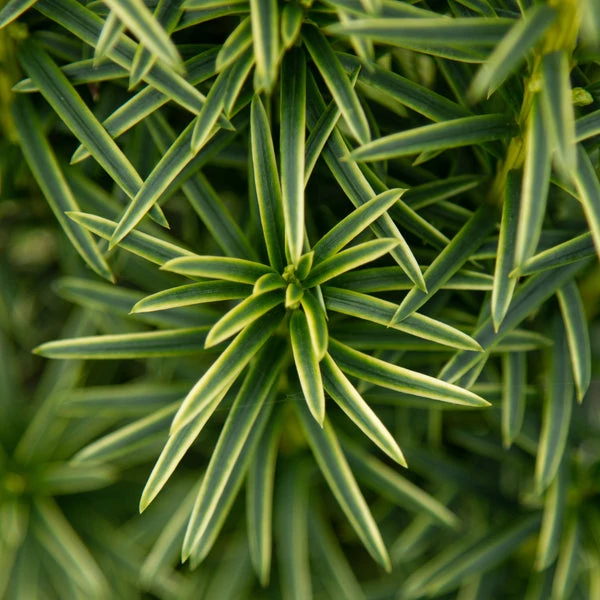 Taxus baccata 'Fastigiata Aurea' - Arany oszlopos tiszafa
