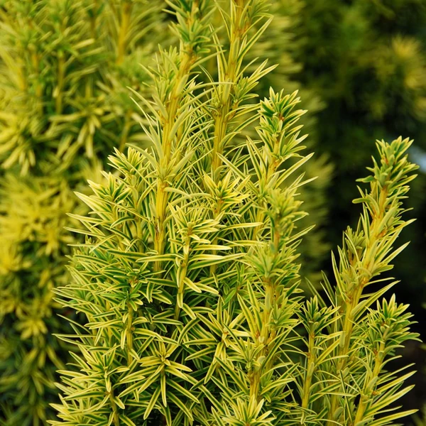Taxus baccata 'Fastigiata Aurea' - Arany oszlopos tiszafa