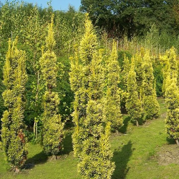 Taxus baccata 'Fastigiata Aurea' - Arany oszlopos tiszafa