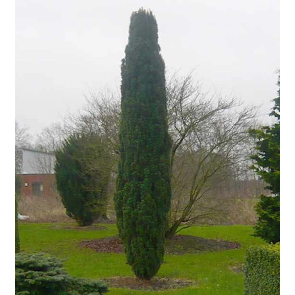 Taxus baccata 'Fastigiata Robusta' - Oszlopos tiszafa