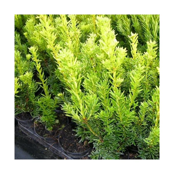 Taxus media 'Groenland' - Tiszafa