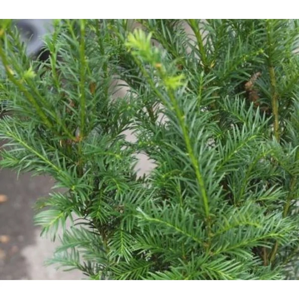 Taxus media 'Groenland' - Tiszafa