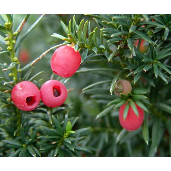 Taxus media 'Hicksii' - Tiszafa, nőivarú
