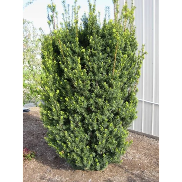 Taxus media 'Hicksii' - Tiszafa, nőivarú