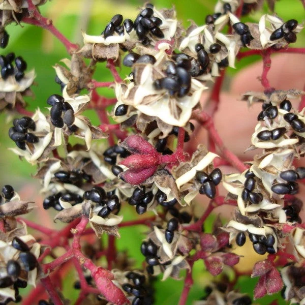 Tetradium danielli var. hupehensis (syn.: Evodia hupehensis) - Kínai mézelőfa