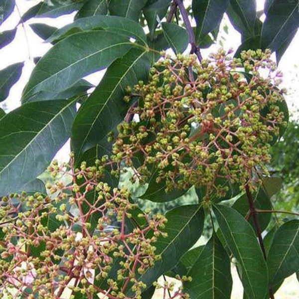 Tetradium danielli var. hupehensis (syn.: Evodia hupehensis) - Kínai mézelőfa