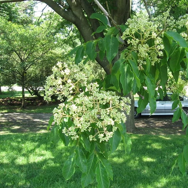 Tetradium danielli var. hupehensis (syn.: Evodia hupehensis) - Kínai mézelőfa