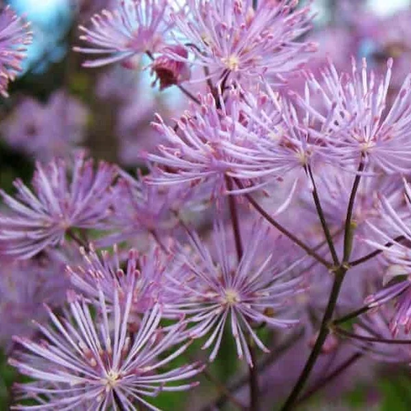 Thalictrum aquilegifolium - Erdei borkóró, galamblevelű borkóró