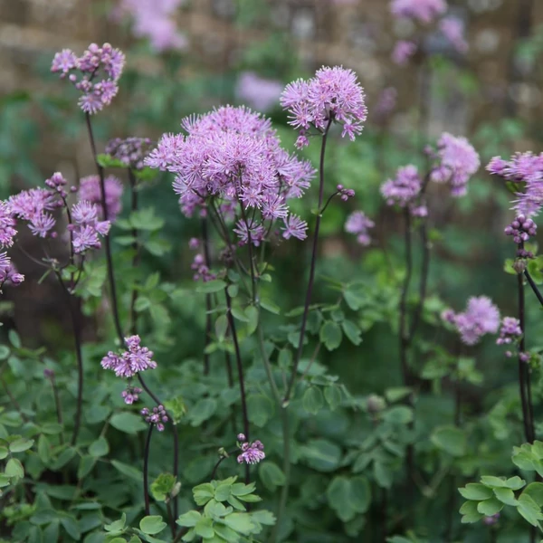 Thalictrum aquilegifolium - Erdei borkóró, galamblevelű borkóró