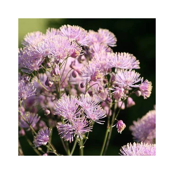 Thalictrum aquilegifolium - Erdei borkóró, galamblevelű borkóró
