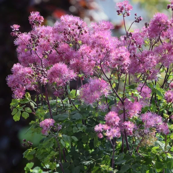 Thalictrum aquilegifolium - Erdei borkóró, galamblevelű borkóró