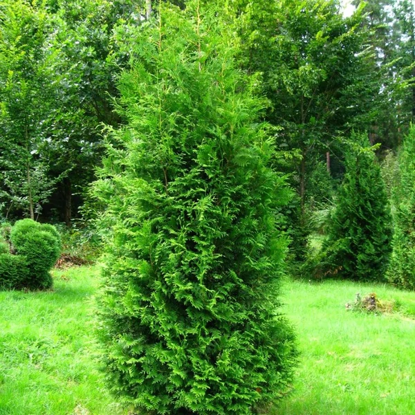 Thuja occidentalis 'Brabant' - Nyugati tuja