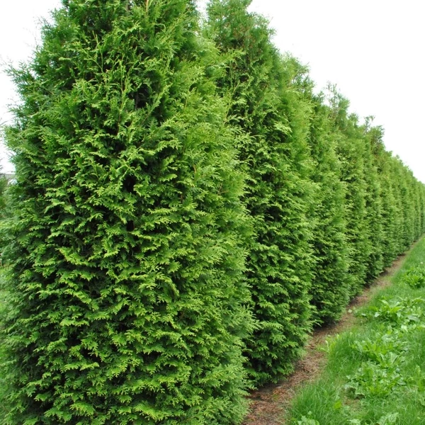 Thuja occidentalis 'Brabant' - Nyugati tuja