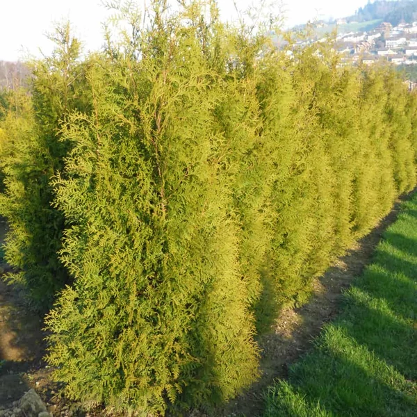 Thuja occidentalis 'Brabant' - Nyugati tuja