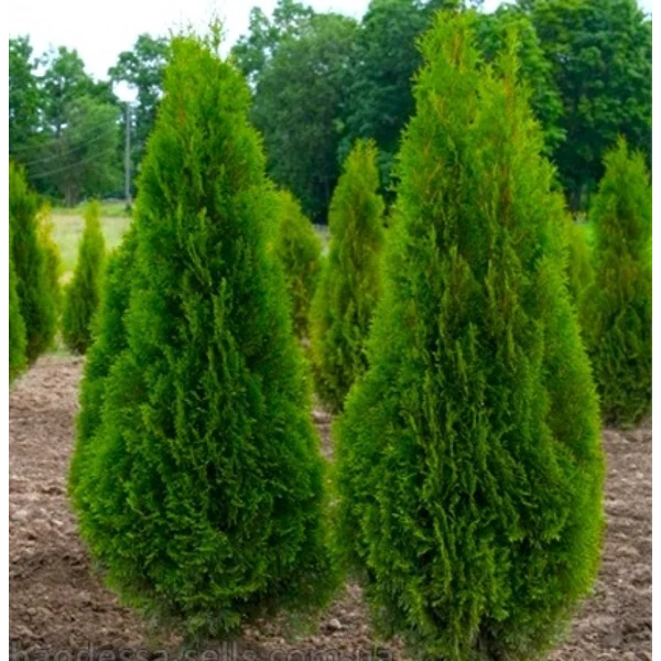 Thuja occidentalis 'Smaragd' - Nyugati tuja
