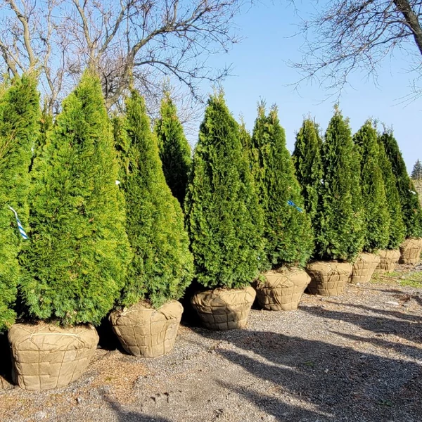 Thuja occidentalis 'Smaragd' - Nyugati tuja