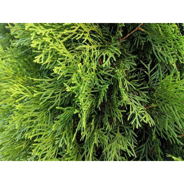 Thuja occidentalis 'Smaragd' - Nyugati tuja