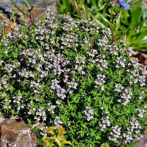 Thymus vulgaris 'Fredo' – Kakukkfű