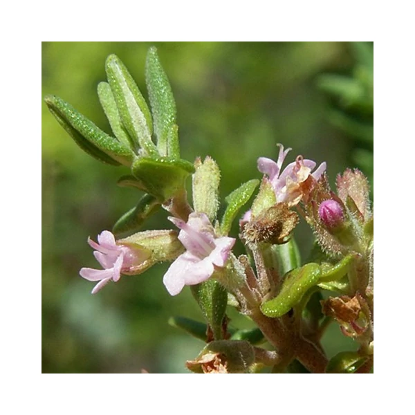 Thymus vulgaris 'Fredo' – Kakukkfű