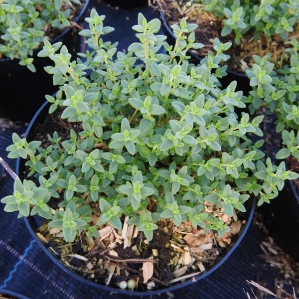 Thymus vulgaris 'Fredo' – Kakukkfű