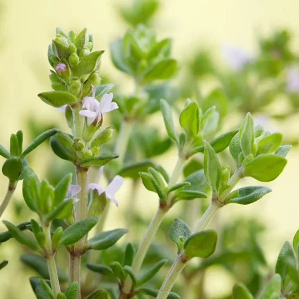 Thymus vulgaris 'Fredo' – Kakukkfű