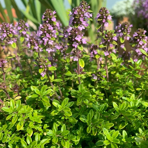 Thymus x citriodorus 'Archer's Gold' - Citromillatú kakukkfű