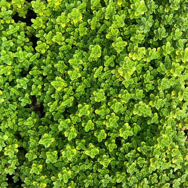 Thymus x citriodorus 'Archer's Gold' - Citromillatú kakukkfű