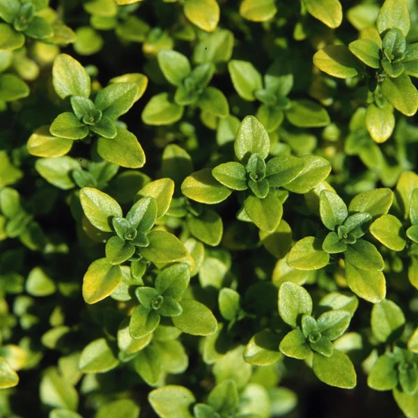 Thymus x citriodorus 'Archer's Gold' - Citromillatú kakukkfű