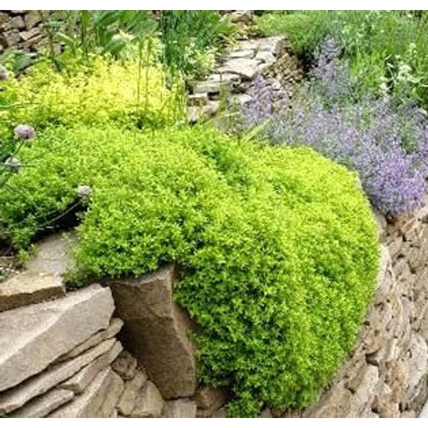 Thymus x citriodorus 'Archer's Gold' - Citromillatú kakukkfű