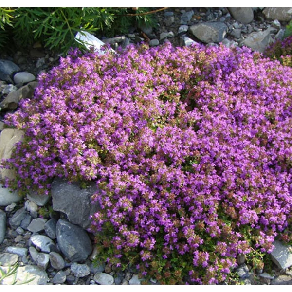 Thymus serpyllum - Mezei kakukkfű