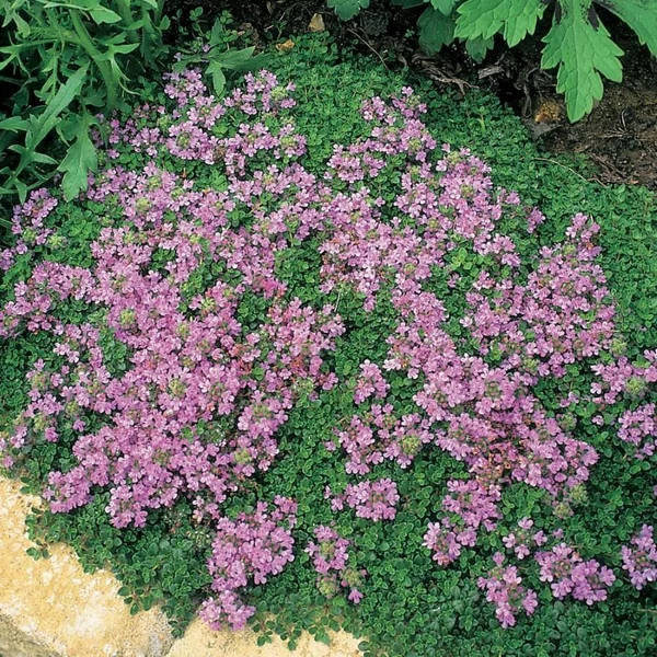 Thymus serpyllum - Mezei kakukkfű
