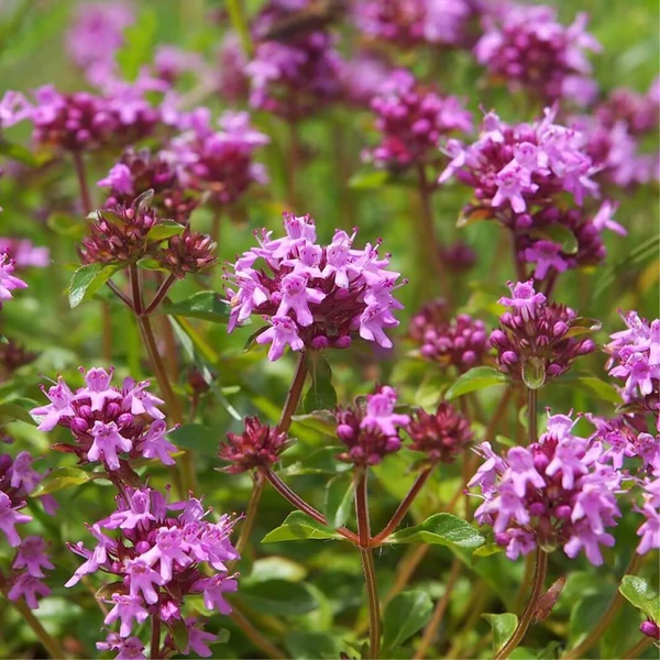 Thymus serpyllum - Mezei kakukkfű