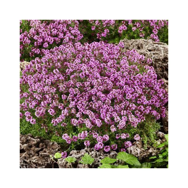 Thymus serpyllum - Mezei kakukkfű