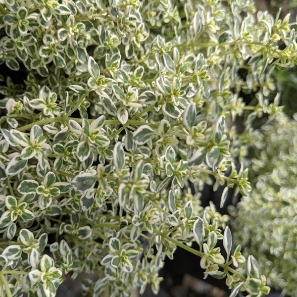 Thymus 'Sparkling Bright' – Kakukkfű