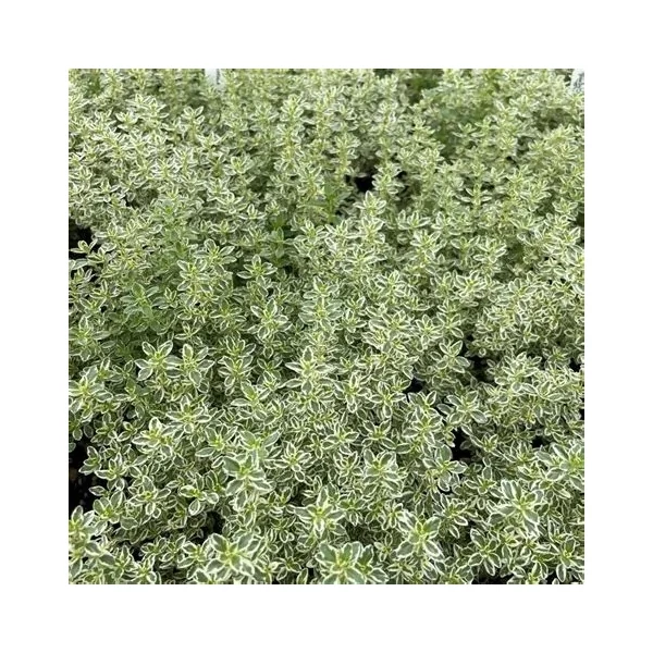Thymus 'Sparkling Bright' – Kakukkfű