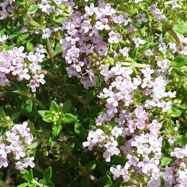 Thymus vulgaris 'Precompa' – Kakukkfű