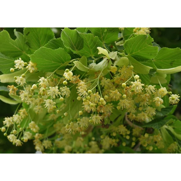 Tilia cordata - Kislevelű hárs