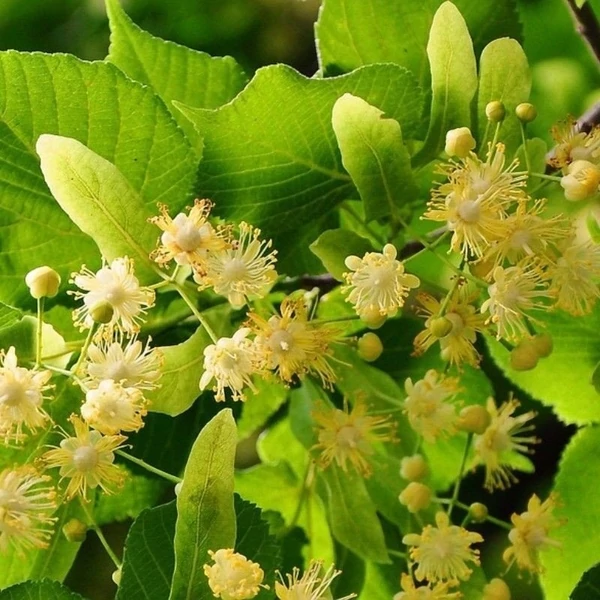 Tilia platyphyllos - Nagylevelű hárs