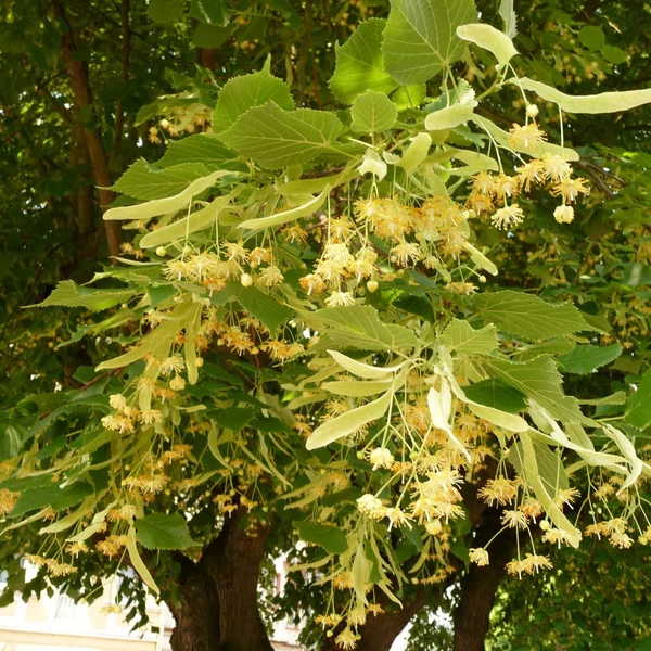 Tilia platyphyllos - Nagylevelű hárs
